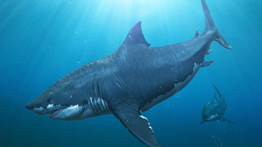 El tiburón blanco pudo contribuir a la extinción del megalodón, un gigante de 20 metros