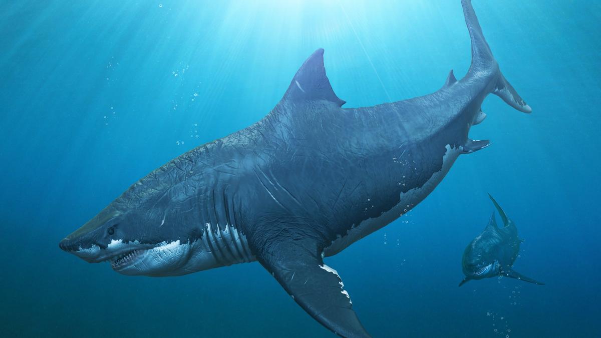 El tiburón blanco pudo causar la extinción del gigantesco megalodón