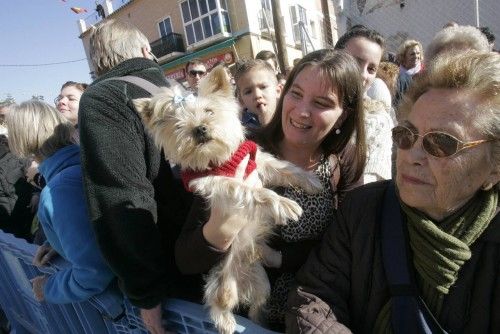 Bendición de animales en Cartagena por San Antón