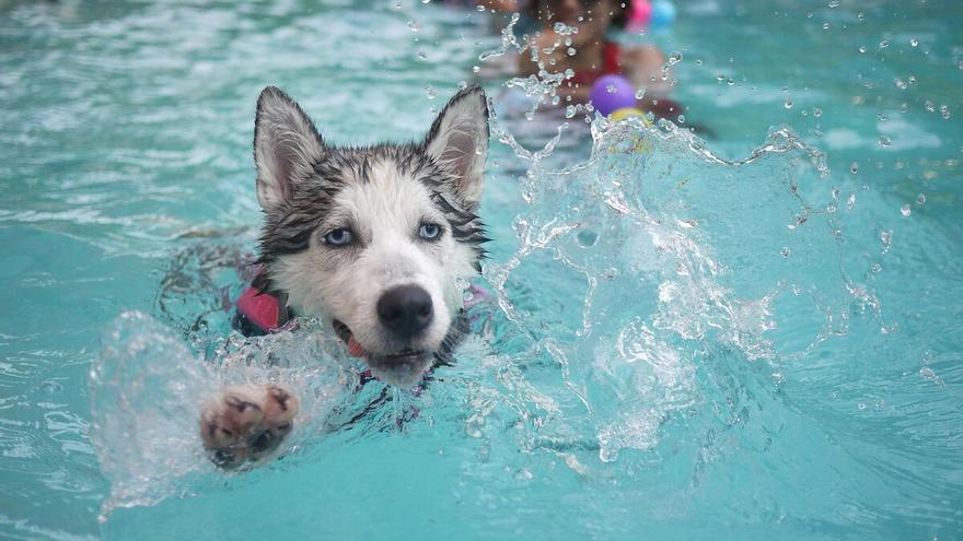 Así es la nueva piscina para perros que ha abierto en La Marina