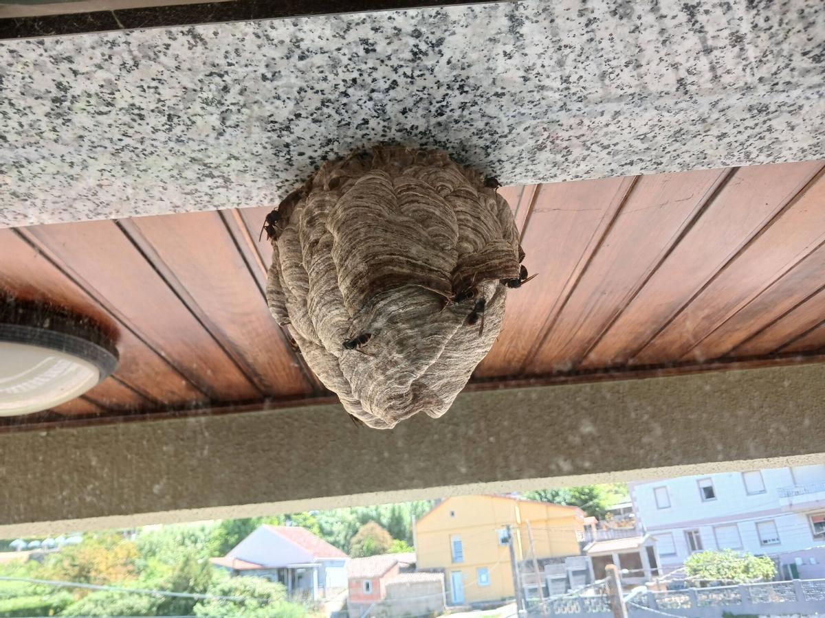 Nido de velutinas en la terraza de la buhardilla de una casa en Coiro