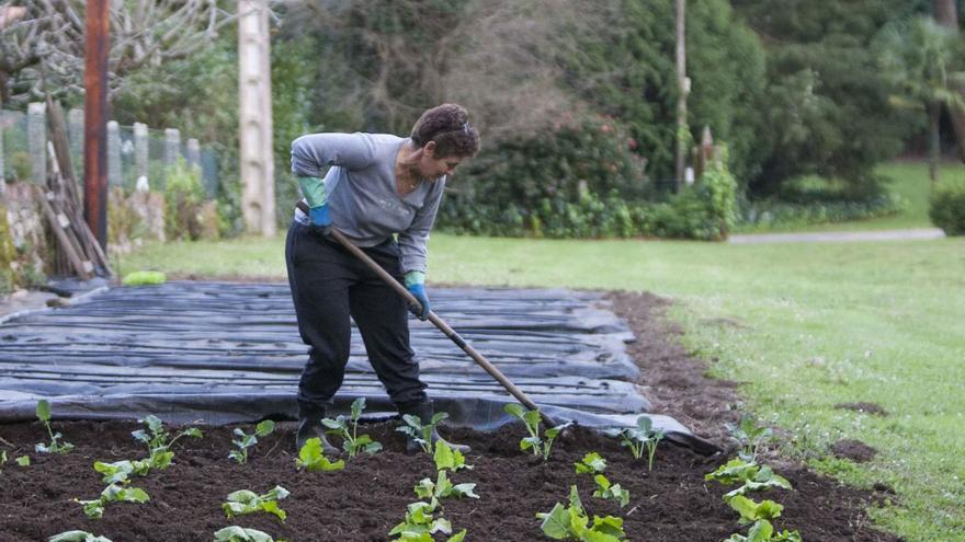 Galicia pierde un 13% de sus huertos familiares en cuatro años por el envejecimiento del rural