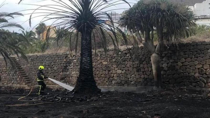 Dos años de cárcel por incendiar con un porro el Parque de las Flores de Arucas, dañando dos palmeras canarias de 250 años