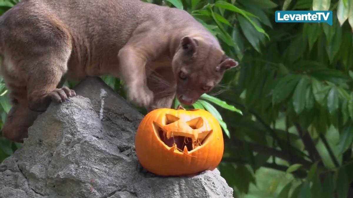 Los animales de Bioparc Valencia disfrutan de un Halloween “bestial”