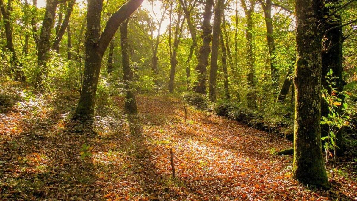 Bosques maduros: antídotos contra la crisis climática