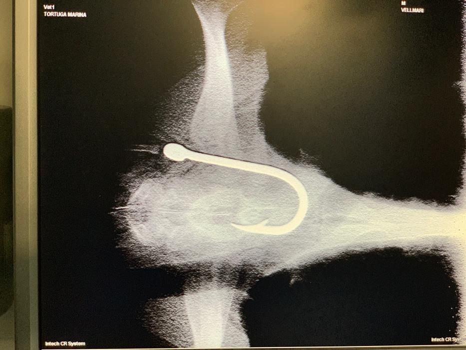La tortuga ha sido trasladada a Mallorca