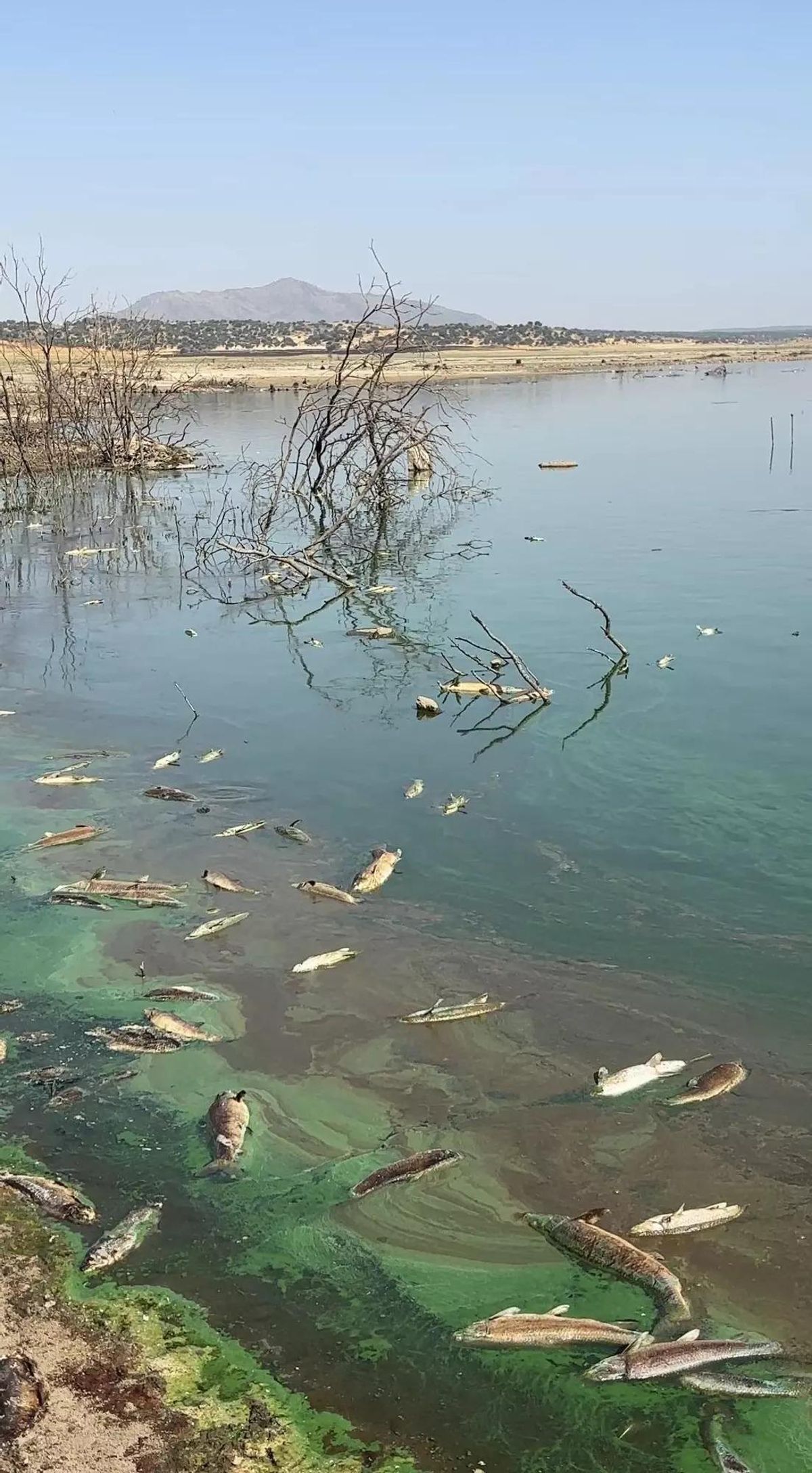 Peces muertos a orillas del embalse de Alcollarín tras el vaciado.