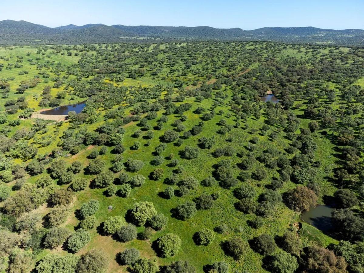 Extensión de dehesa de la finca.