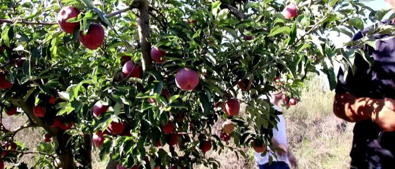 Récord de manzanas en la Sarga