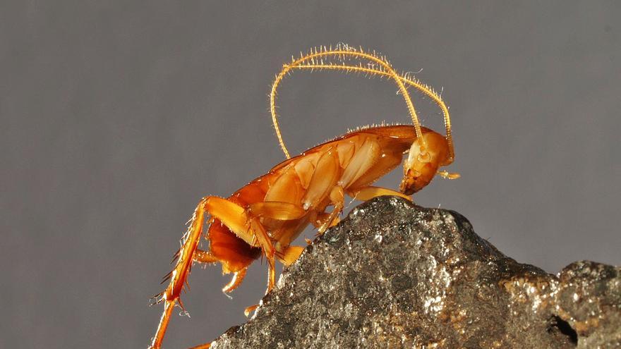 Ejemplar de cucaracha ciega Symploce de Gran Canaria. Fotos: Manuel Naranjo/Heriberto López