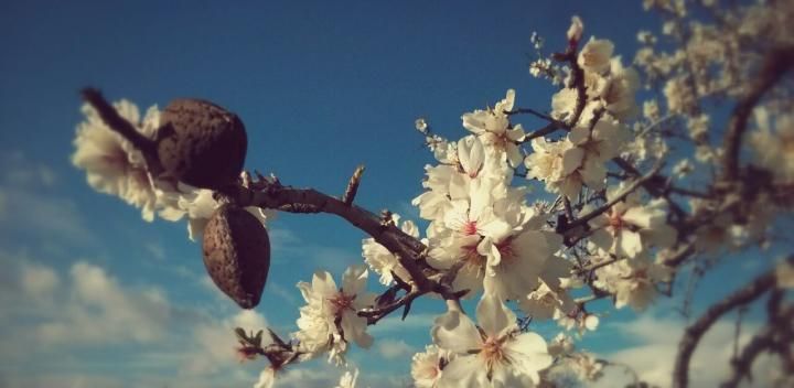 Mandelblüte auf Mallorca