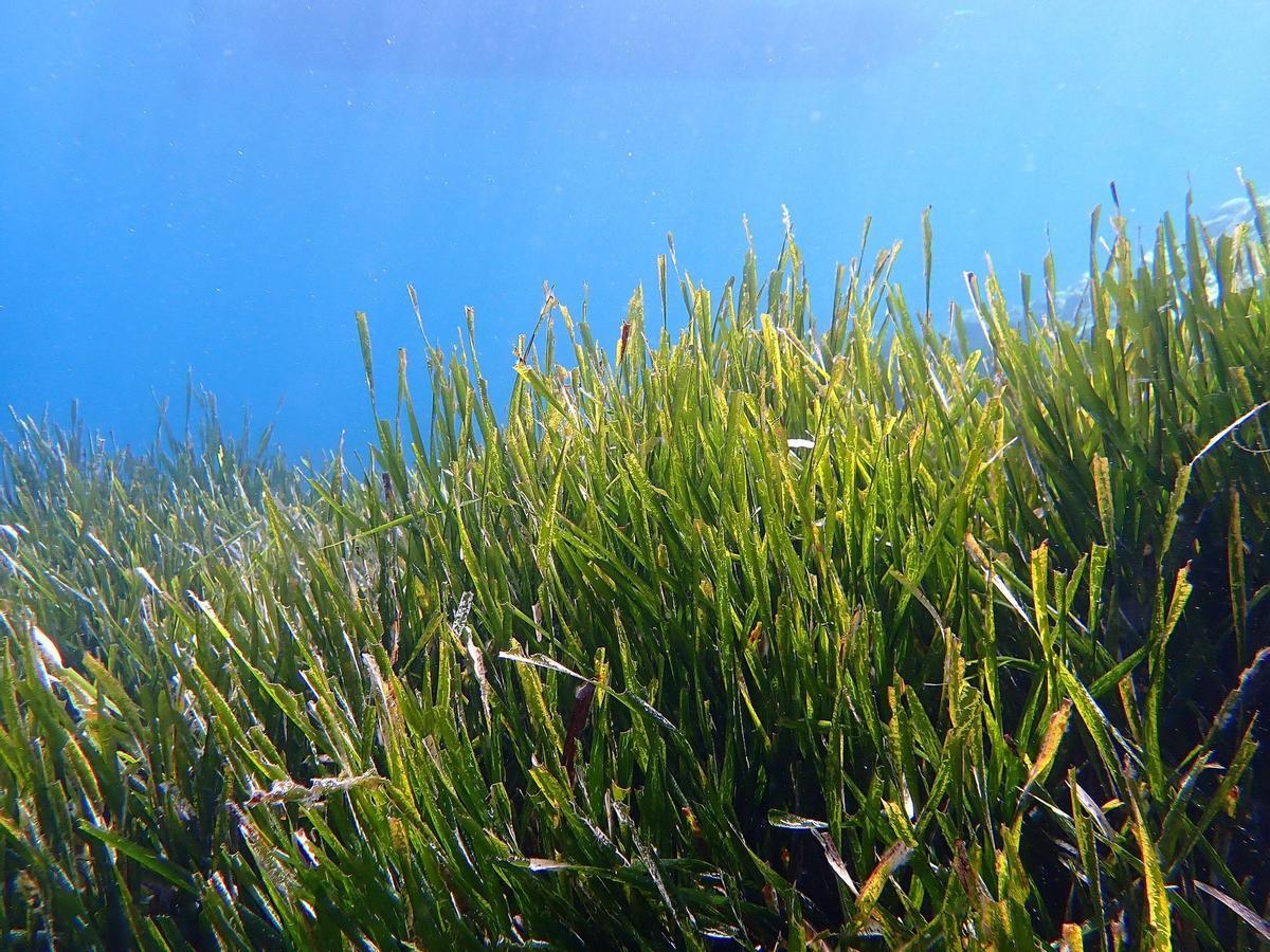 Pradera de posidonia en el mediterráneo francés. Frédéric Ducarme