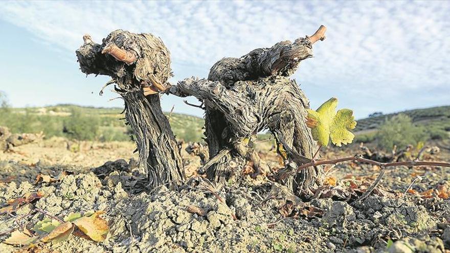 Un estudio vincula la pérdida de viñedo con los efectos del cambio climático