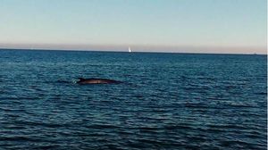 Una balena entra al port de Barcelona.