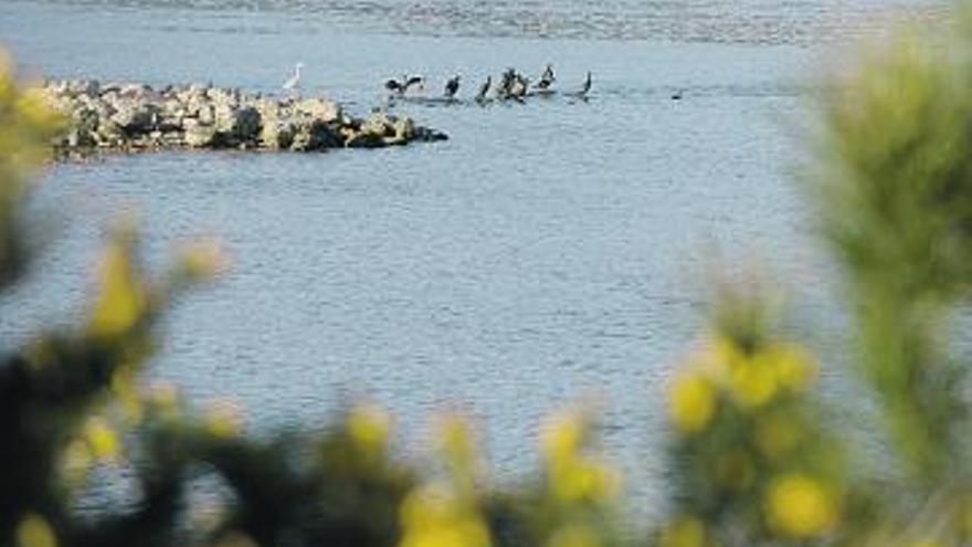 Una garza y varios cormoranes en la ensenada de Llodero.