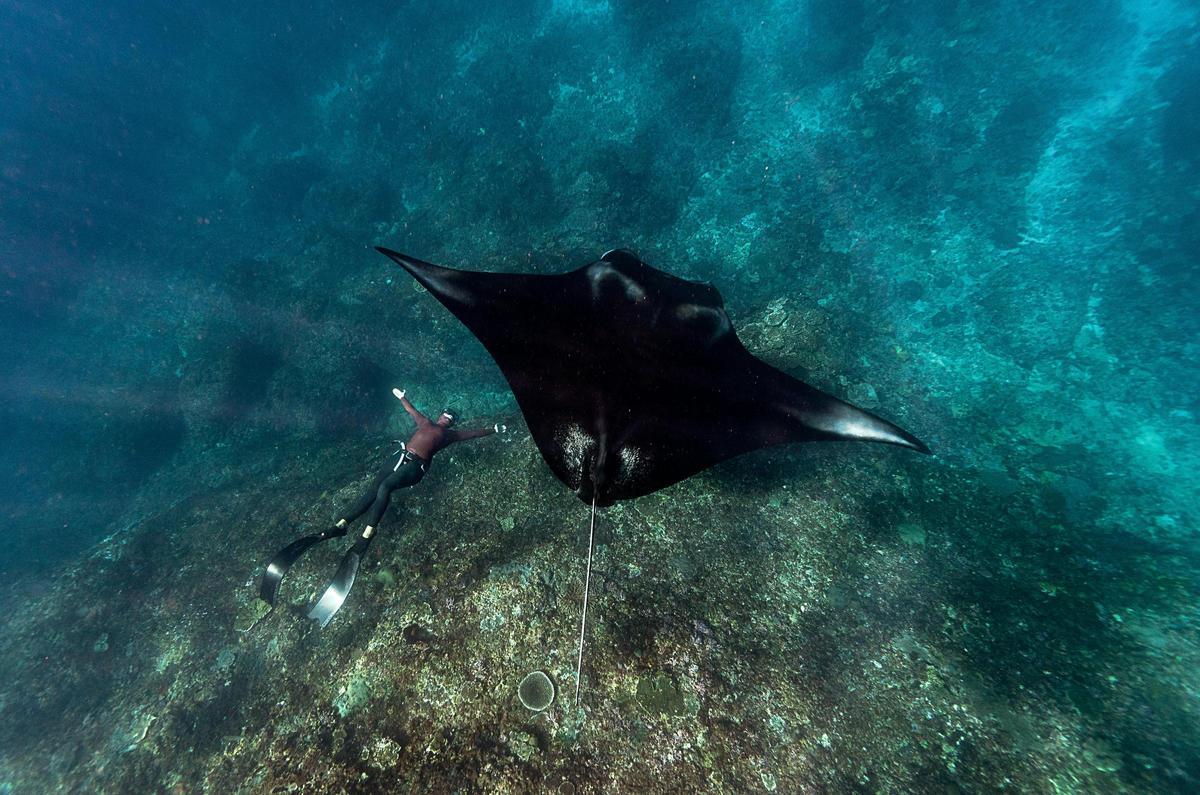 Las mantas rayas son una de las amenazas de las pesquerías de atún