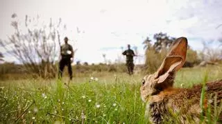 Medio Ambiente autoriza la caza del conejo durante la próxima temporada en 25 municipios de Córdoba
