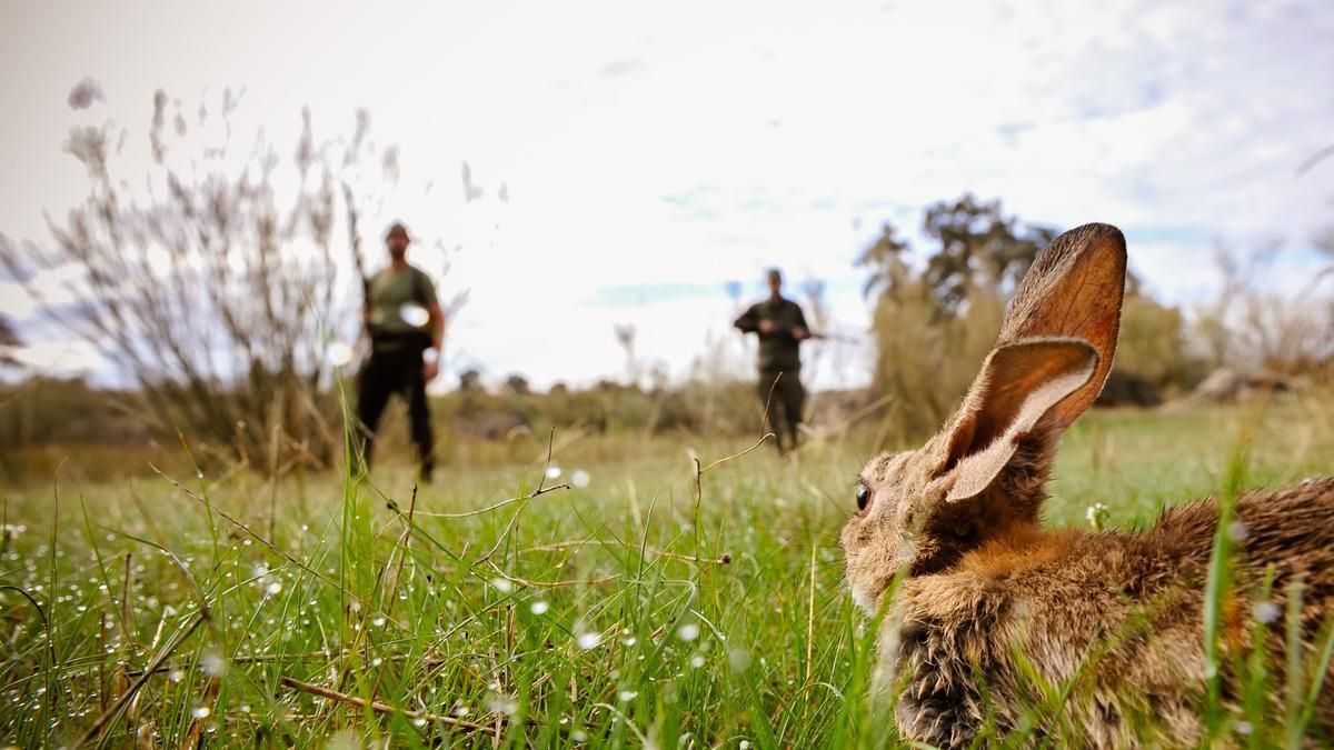 Un conejo, frente a una pareja de cazadores.
