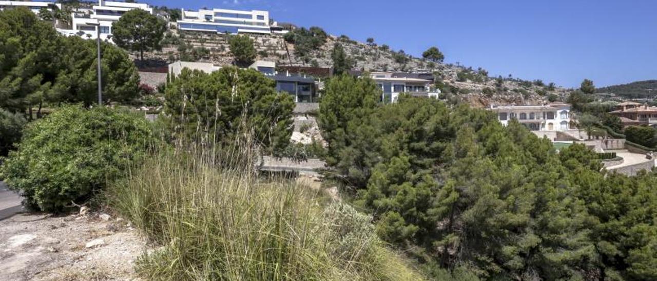 Sucesos en Mallorca: Piden 4 años de cárcel por talar 34 pinos sin permiso  en Son Vida para tener mejores vistas desde su mansión