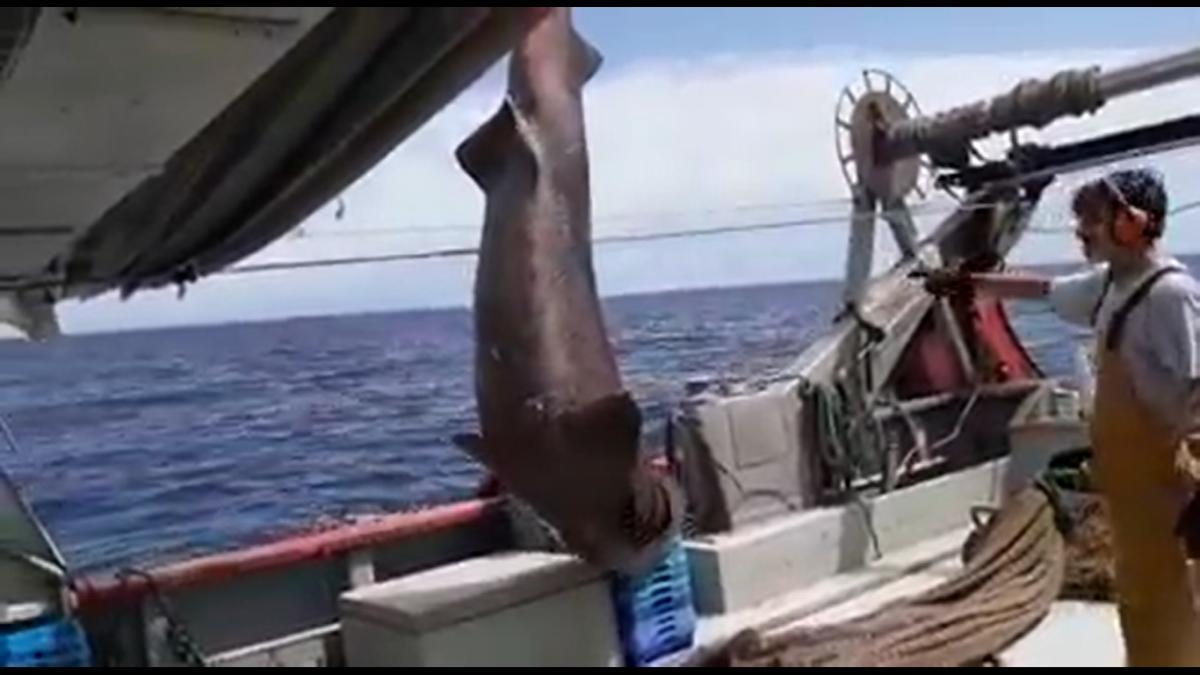 La tripulación devolviendo el tiburón al mar.