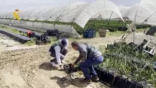 Dos detenidos por robar media tonelada de fresas en Aznalcázar