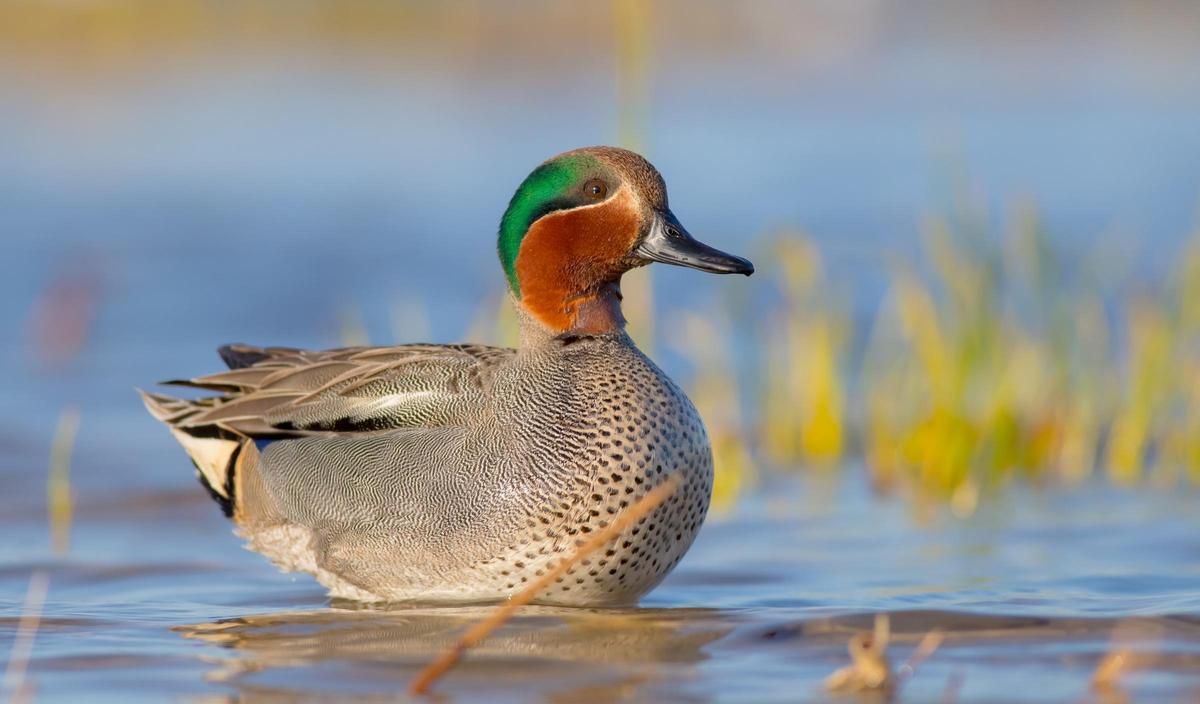 Una cerceta común, ave frecuente en Doñana