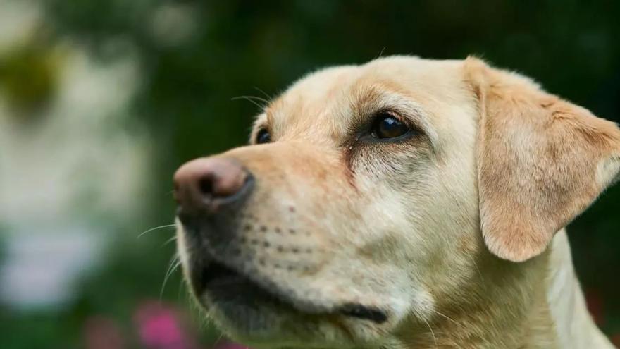 Detenida la mujer que mató a golpes a su perro y lo arrojó a un barranco