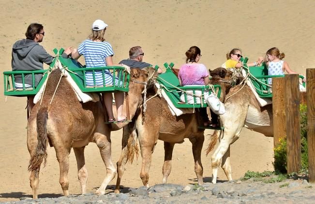 CAMELLOS DUNAS MASPALOMAS