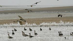 Gansos en las cercanías de la laguna de la Nava, en Palencia.