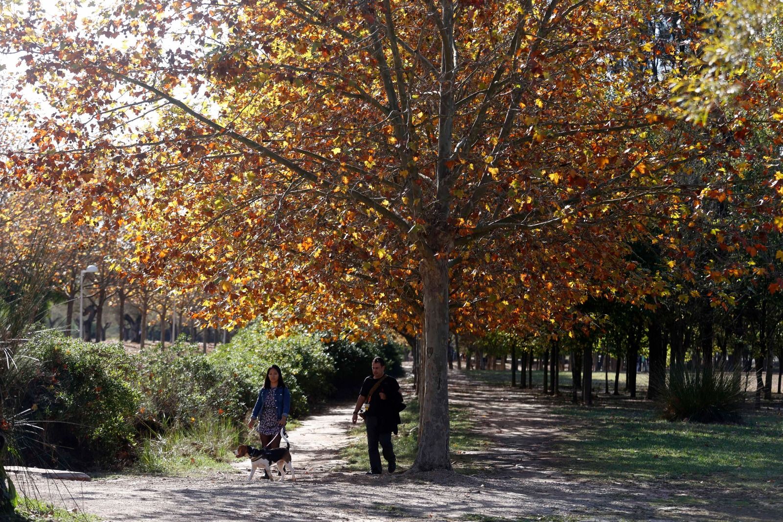 Parque de San Vicente, Lliria con colores otoñales.