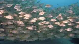 Así se multiplican los peces en La Graciosa: "Los fondos estaban casi vacíos y ahora es impresionante"