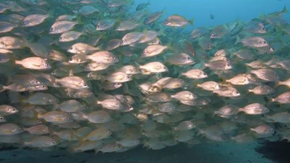 Abundancia de peces en la Reserva Marina del Archipiélago Chinijo.