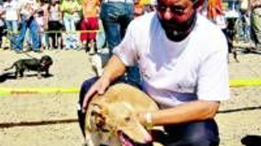 Ahigal espera reunir a 2.000 perros en su feria del domingo