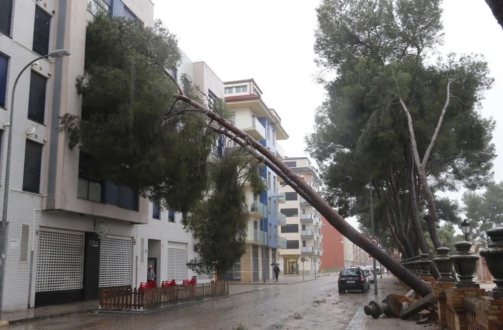 Árbol caído en Carcaixent