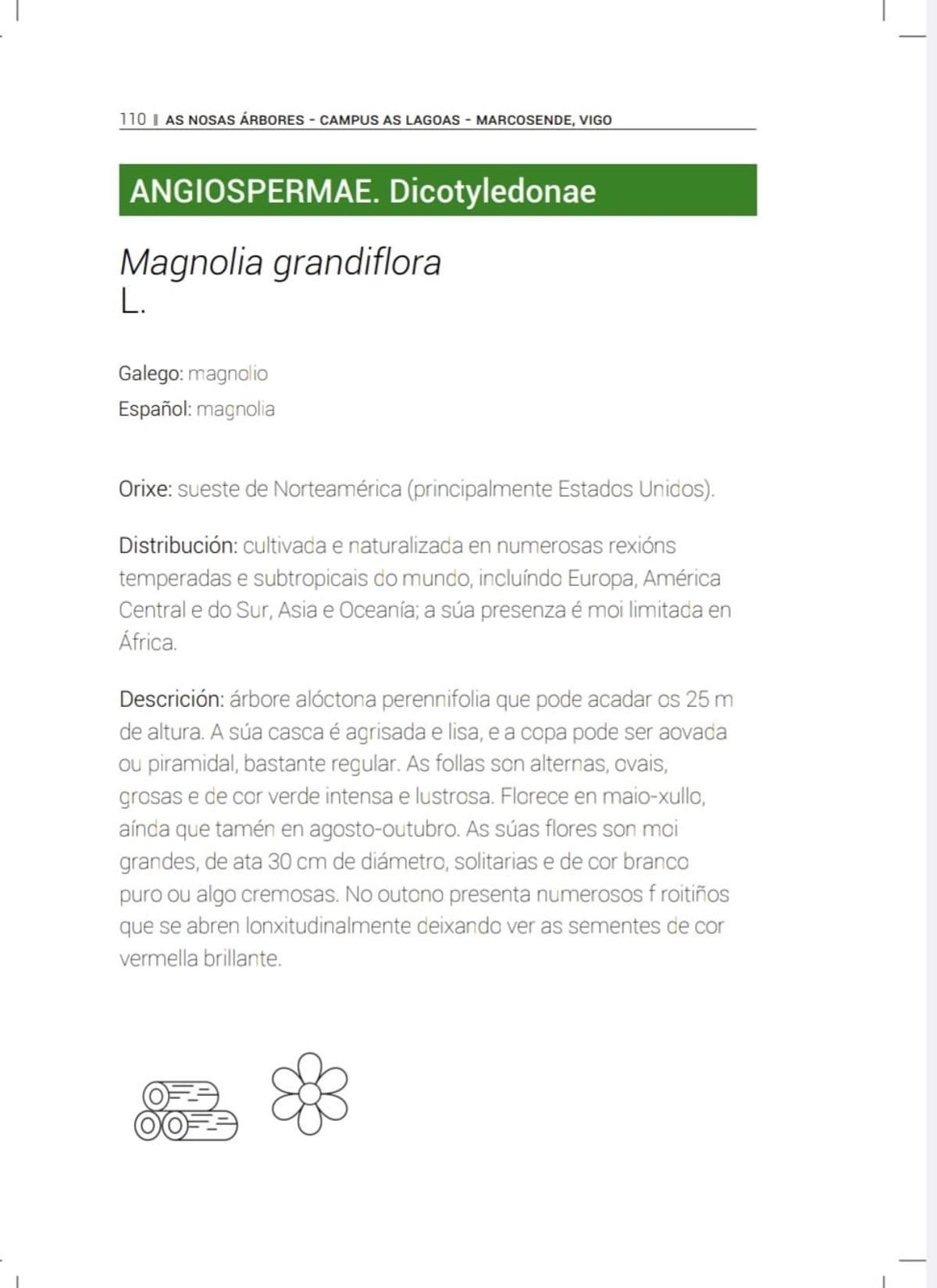 Explicación sobre la magnolia.