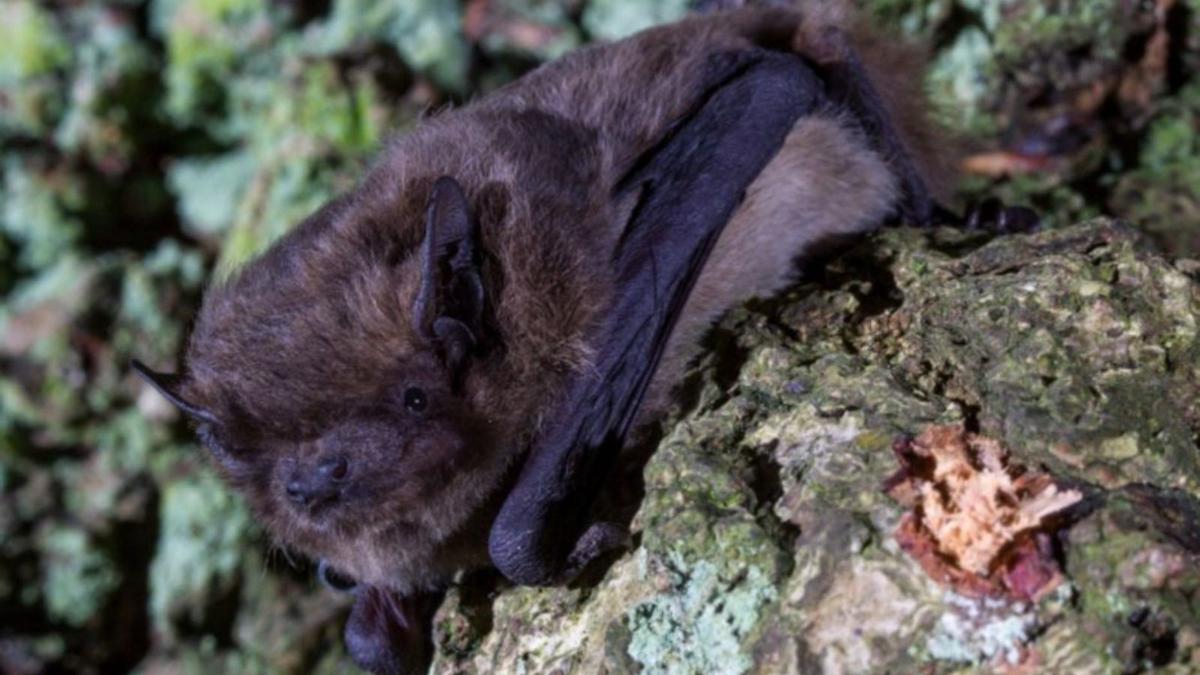 El ratpenat del «Nathusii» té un pes d’entre 6 i 15 grams | MARIA MAS