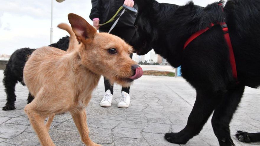 El Concello de A Coruña empieza a poner multas por no limpiar los excrementos de los perros: hasta 30.000 euros para los reincidentes