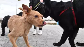 A Coruña empieza a multar por no limpiar los excrementos de los perros: hasta 30.000 euros para los reincidentes