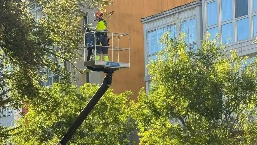 Poda del árbol del que se desprendió una rama en la plaza de España