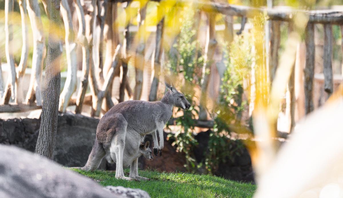 Una de las crías nacidas en Fuerteventura asoma su cabeza desde el marsupio de su madre.