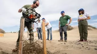 Histórica restauración de las dunas de Maspalomas: recuperan el 85% del frente de Playa del Inglés