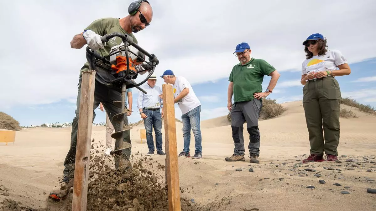 Histórica restauración de las dunas de Maspalomas: recuperan el 85% del frente de Playa del Inglés
