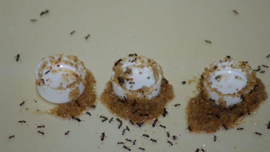 Las hormigas tienen sofisticadas capacidades cognitivas