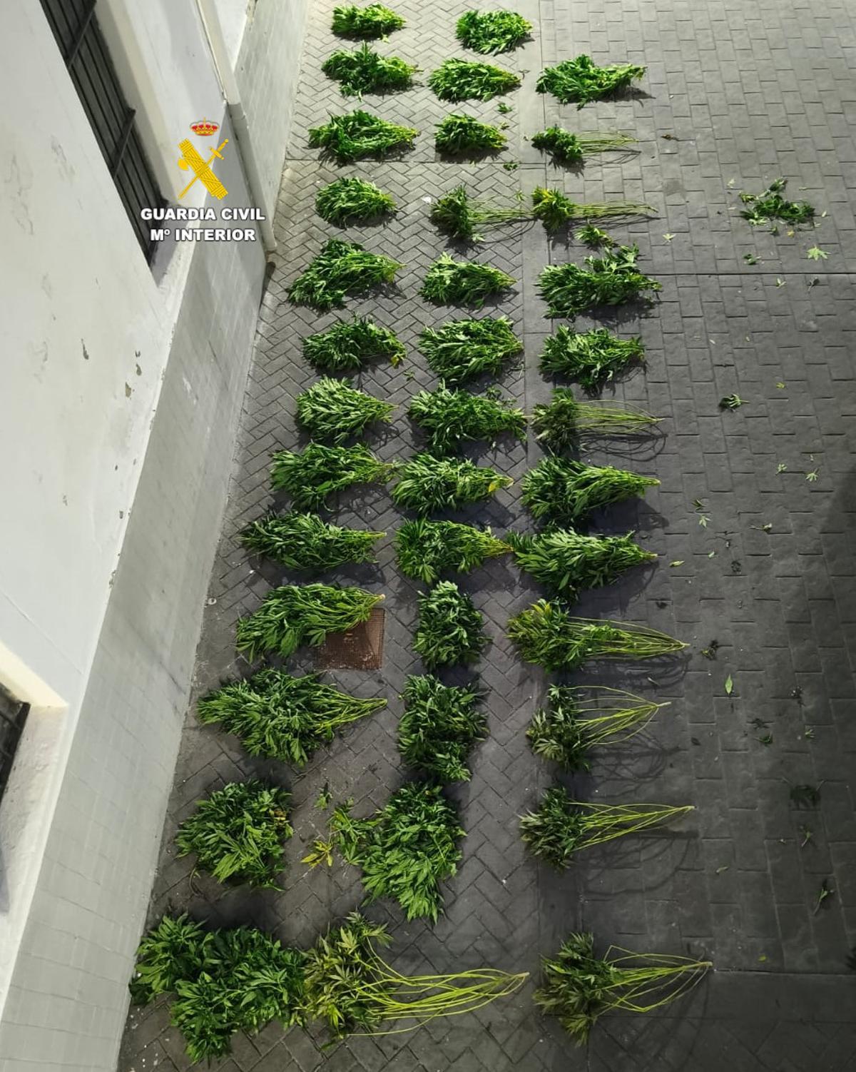 Las plantas de marihuana incautadas a los ahora detenidos.