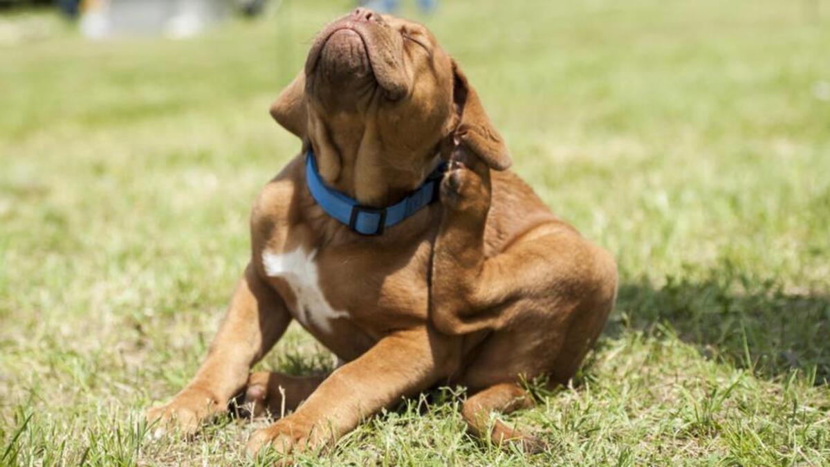 Un perro se rasca debido a las pulgas.