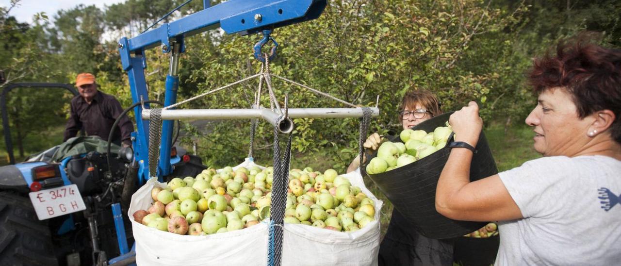 Recogida de manzanas del año pasado en Souto de Vea.  // BERNABÉ/CRIS M.V.