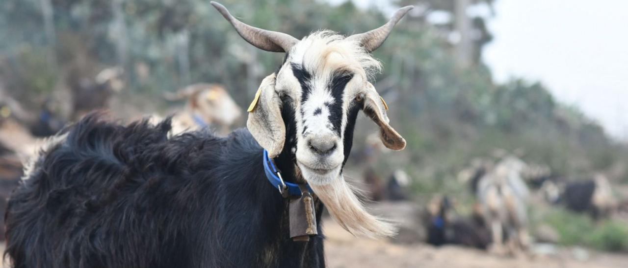 Un ejemplar de la cabaña caprina de la Isla de Tenerife .