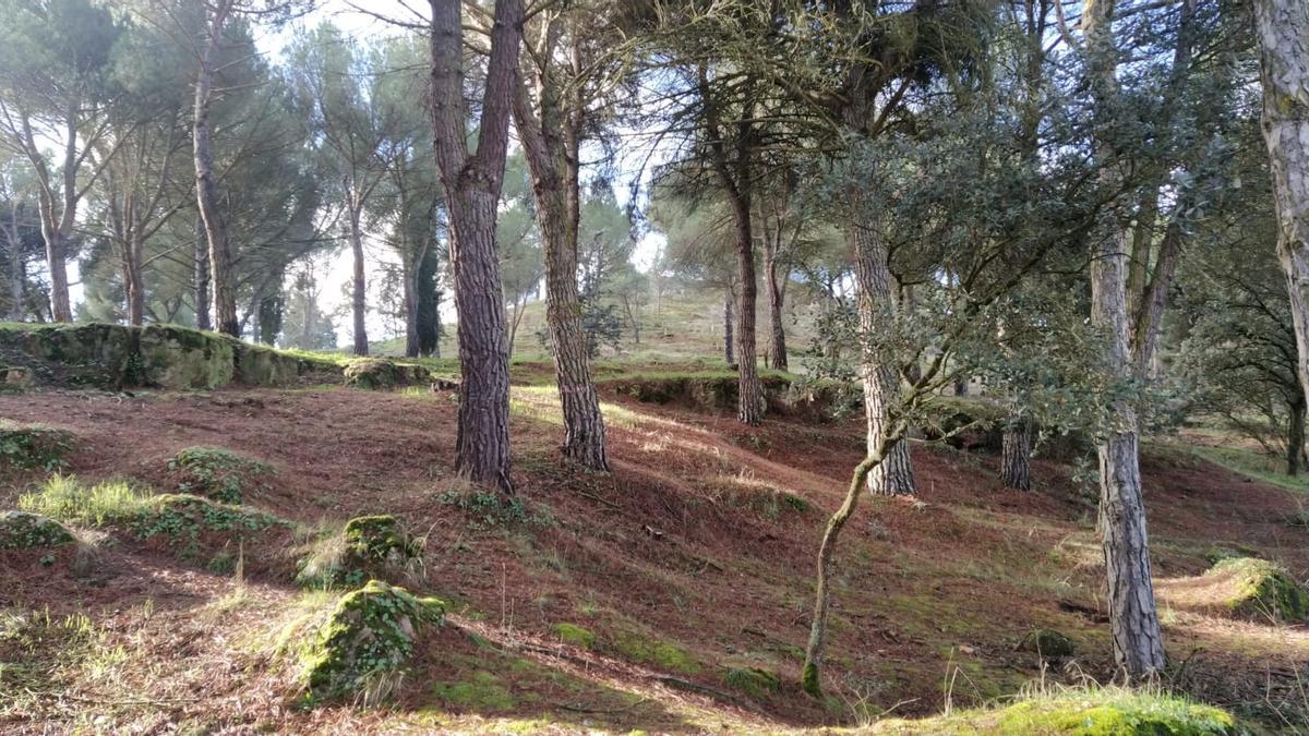 Resultados del plan Renaturaliza en el bosque de Valorio de Zamora: plantación de 4.400 árboles