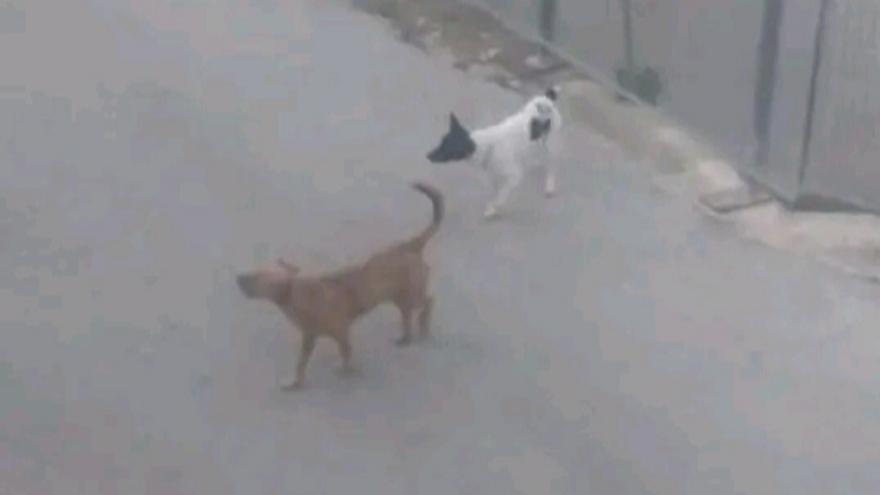 Los dos perros que han aterrorizado a los vecinos del tranquilo pueblo de ParcenT