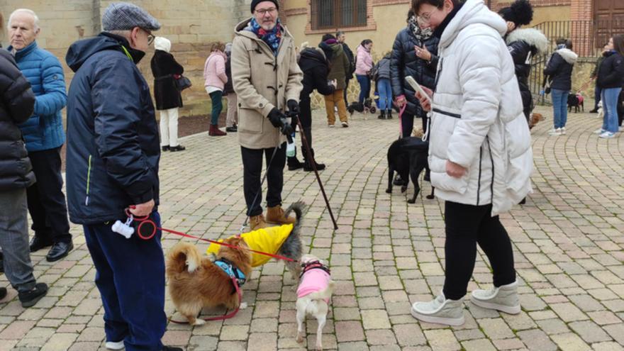 GALERÍA | Bendición de perros y gatos en Benavente